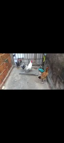 4 frango disponível 35$ a unidade