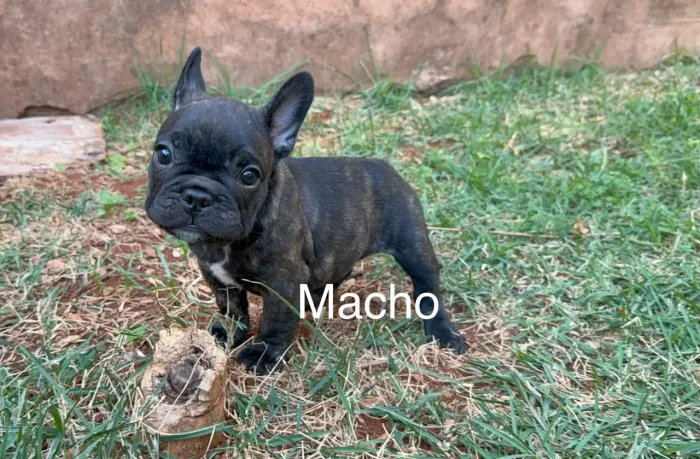 Bulldog Macho