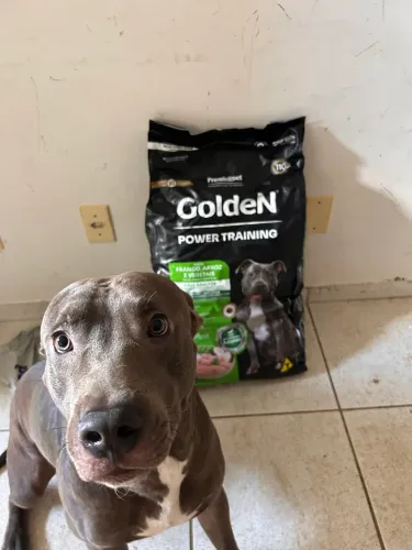 PITBULL PARA ADOÇÃO 