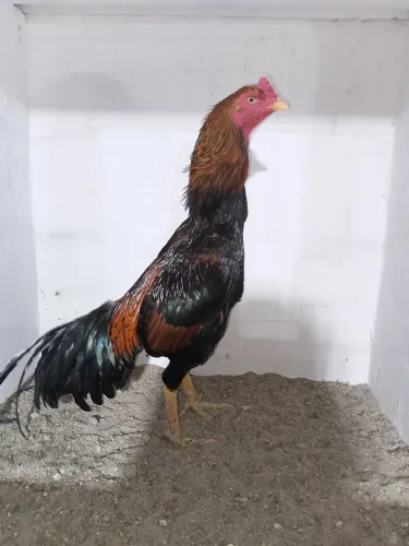 Frango