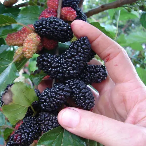 Muda de amora gigante italiana enxertada