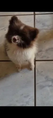 Spitz alemão macho
