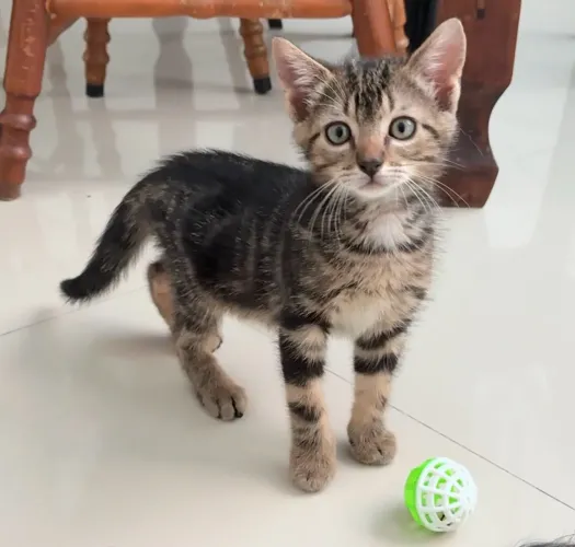 Gatinhos para adoção