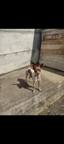 Pinscher macho 2 anos