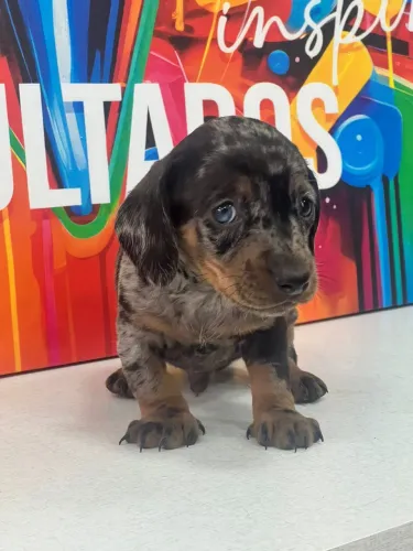 Dachshund filhote encantador