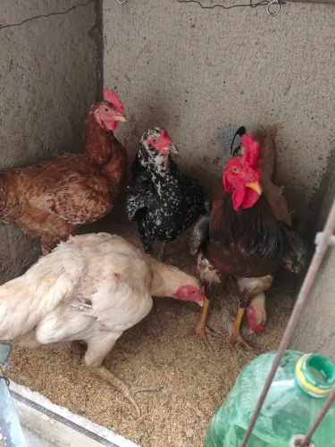 Galos e galinhas 