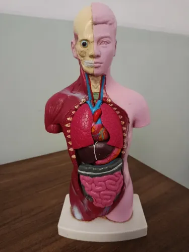 Modelo Anatômico humano