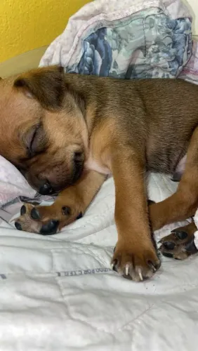 Filhote pinscher 0.1