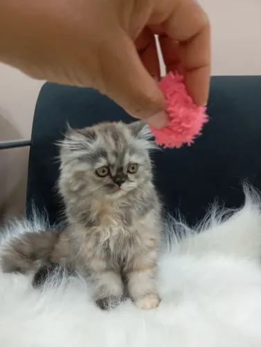 gato persa filhote fêmea 