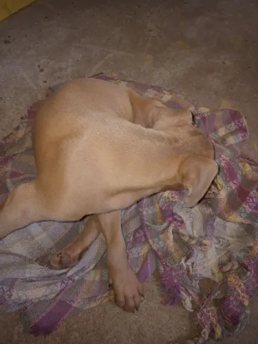 Pitt bull