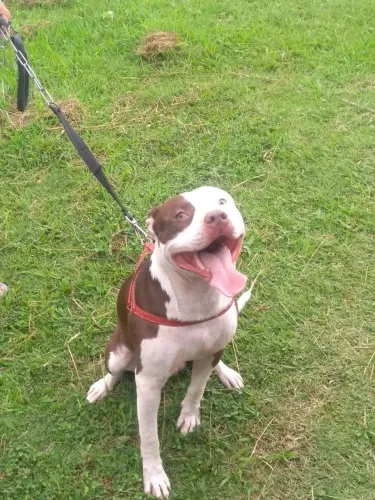 Doa se pit bull