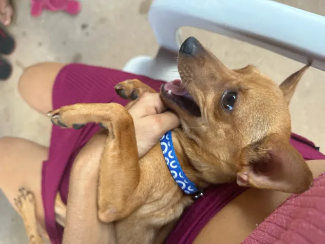 Pinscher