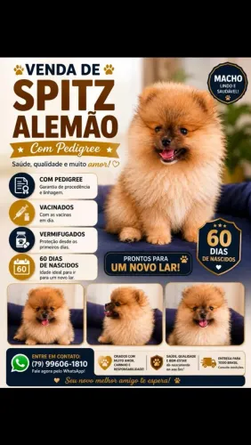 Splitz alemão