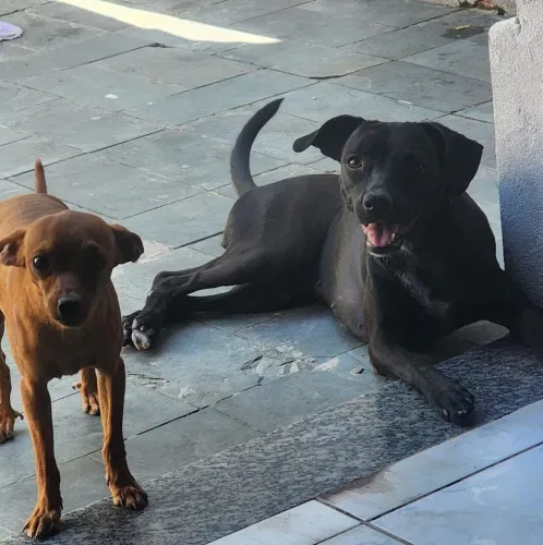 Doação de 2 cachorros muito lindo e linda 