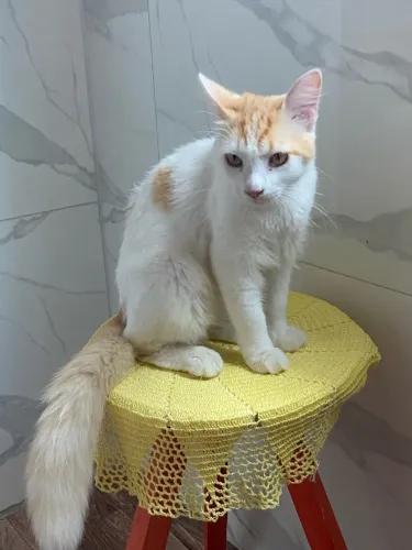 Pet