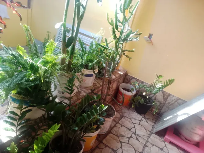 Plantas 
