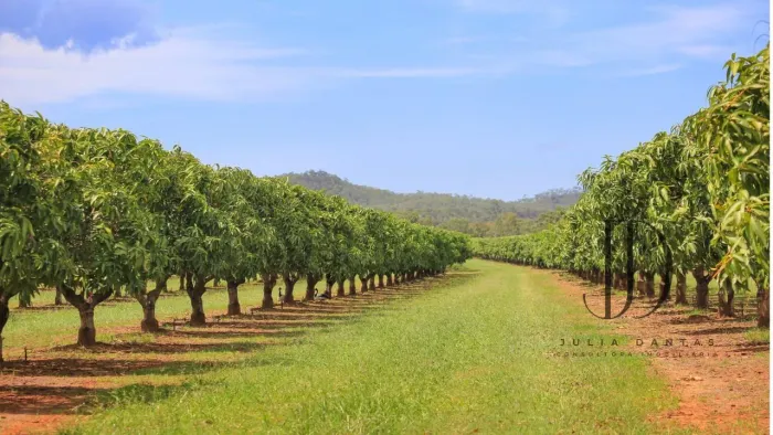 FAZENDA 75ha EM PETROLINA: 40ha IRRIGADOS E 100m DE RIO SÃO FRANCISCO