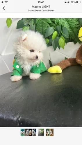 Fofinho e lindo Spitz alemão