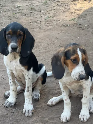 FOXHOUND AMERICANO LEGÍTIMO - EXCELENTES CÃES DE CAÇA E COMPANHIA!