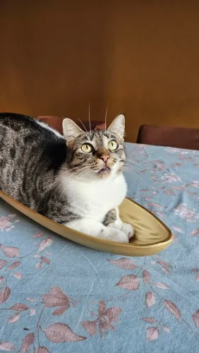 Gatinha amorosa para adoção