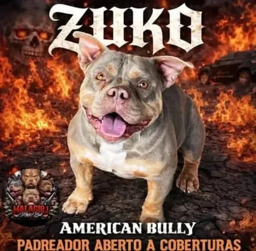 Cachorro