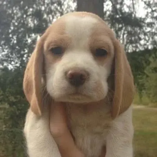 Beagle em busca de um lar