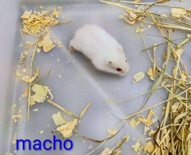 Hamster Anão Russo Filhotes 