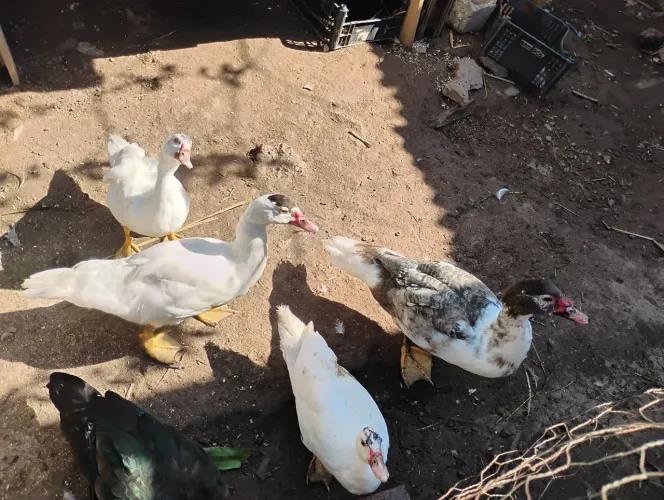 Lote de patos 3 machos e 2 fêmeas caipiras