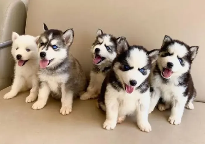 Husky siberiano Macho e Fêmea 