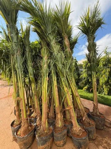 MUDAS DE COCO ANÃO COM 3,5 METROS