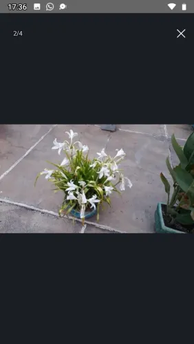 Vendo um jarro com planta natural por 110 reais 