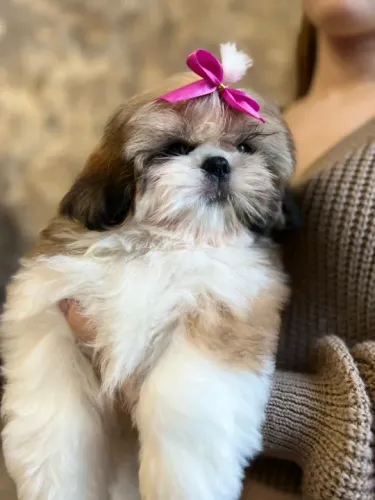 Shih-Tzu Pequeno Preto e Branco Macho - Companheiro Ideal Para Crianças e Idosos! 