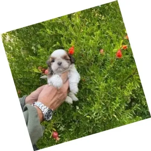 Lhasa Apso Branco e Dourado Fêmea - Pequena e Apaixonante!