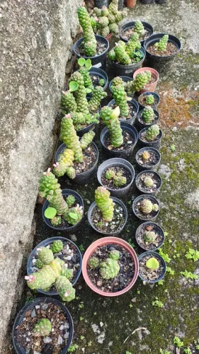 Cactus Euphorbia Richiei
