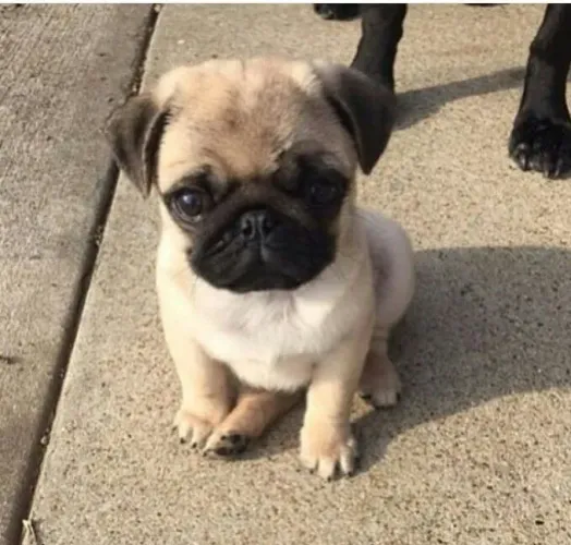 Filhotes de pug Rabino de rabico