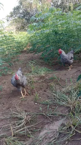 Lindos frangos carijó pesadão ( futuro reprodução)