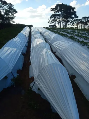 Plástico leitoso para túnel de morangos 