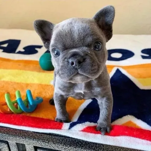 Bulldog Francês Maravilhosos a venda