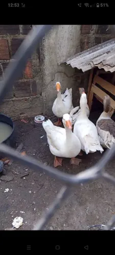 Vendo lindos gansos sinaleiros