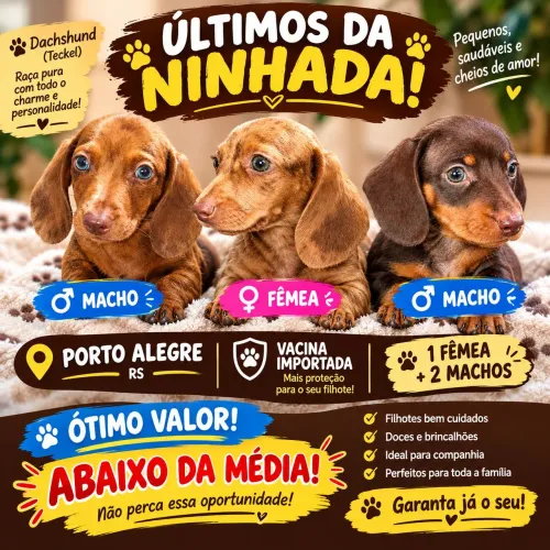 Lindos filhotes