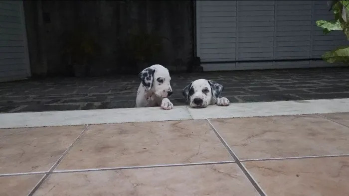 Vendo Filhotes de Dalmata (Vermifugados E Vacinados)