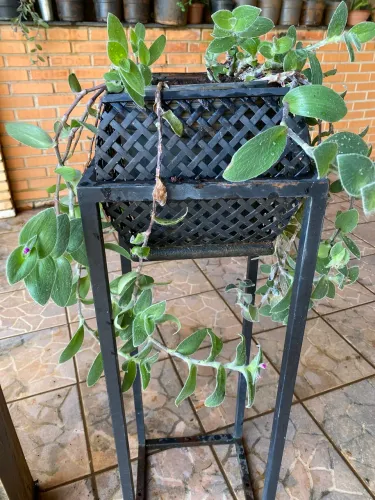 Planta ornamental 