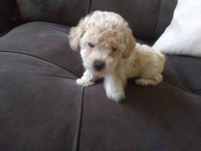 Poodle Toy 