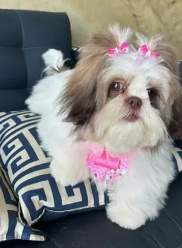 Shih tzu 
