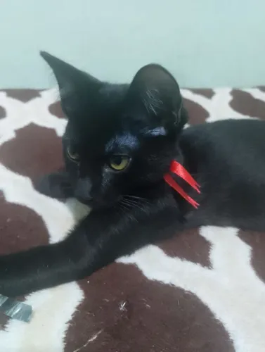 Gato macho para adoção responsável