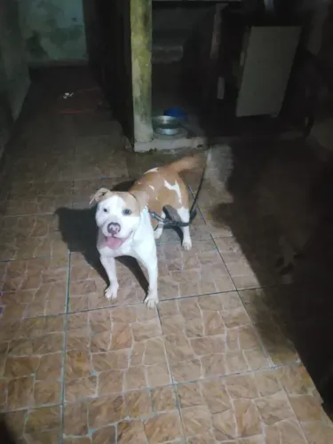 Pitbull Americanbully