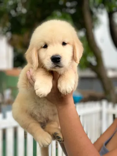 Golden Retriever raça de companhia