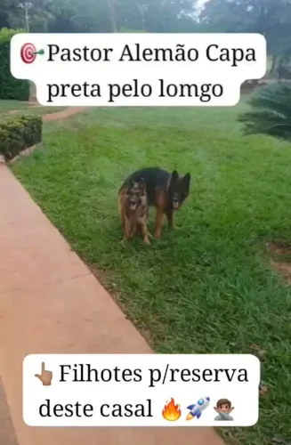 Pastor alemão capa preta