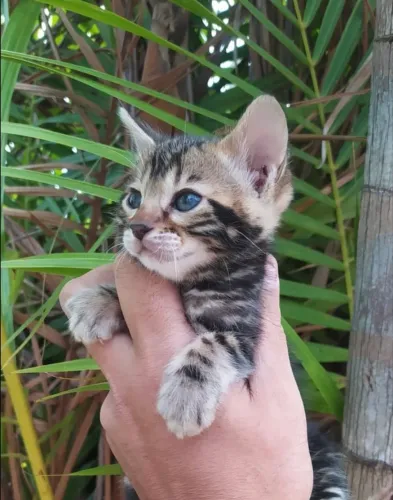 Bengal Marble lindíssimos - machos e fêmeas