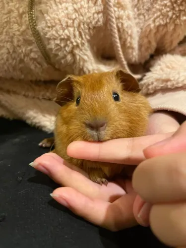 ESTADIA PRA COELHOS E PORQUINHOS DA ÍNDIA